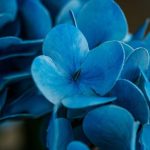 pexels-photo-31314841